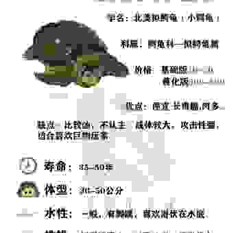 老态龙钟打一最佳动物是什么?看完分析你就明白了!