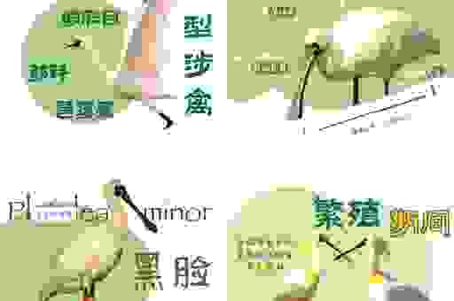 鸠形鹄面指什么动物?看完这些解释你就能彻底明白了
