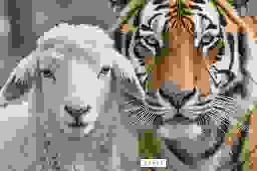 截鹤续凫是什么生肖？老辈人分享的猜生肖小技巧！