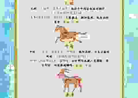 想知道有声有色的生肖是哪个？这篇解析带你快速了解真相