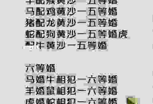 金貂取酒指的到底是什么生肖？详细解析背后隐藏的玄机