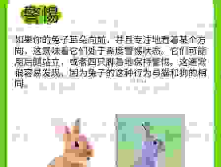 兔死狗烹是什么意思?这种心酸的职场潜规则该怎么看?