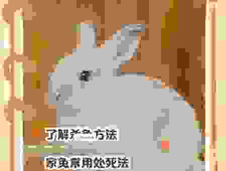 兔死狗烹是什么意思？这种心酸的职场潜规则该怎么看？