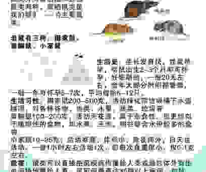 以狸饵鼠是指代表什么生肖？详解其背后的生肖秘密！