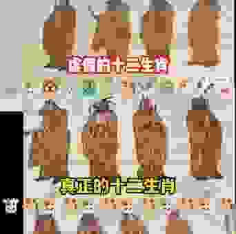 眼花缭乱是什么生肖的动物?带你从不同角度寻找真相