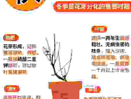 梅花一枝报三春打一最佳生肖是哪个？带你了解背后的玄机！
