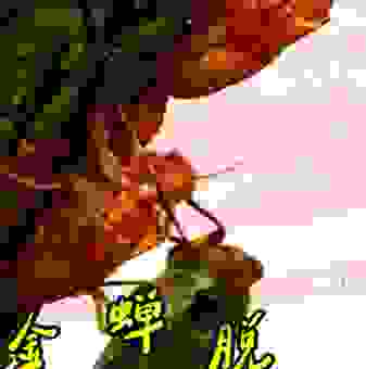 金蚕脱壳到底指什么生肖？带你深入了解生肖文化魅力！