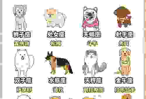 家中的宠物是什么生肖？看完这一篇你就全明白了！