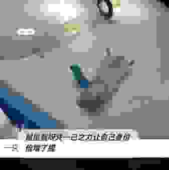 忠言逆耳是什么生肖的意思？为您详细分析其中的奥秘！