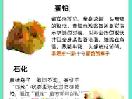 心宽体胖指的是什么生肖？这几个动物的特征很符合！