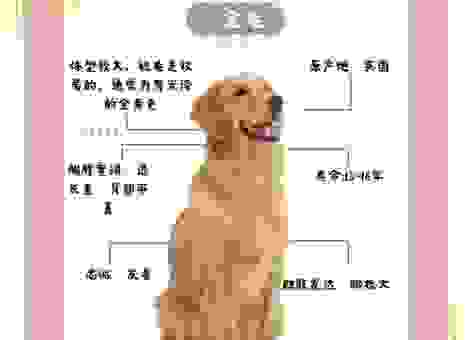 遍身金毛的动物是什么生肖？带你深入了解生肖小知识！
