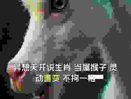 猜猜异想天开指什么生肖？这几个理由说得太有道理了！