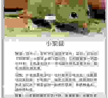 獐头鼠目打一生肖是什么动物?详细分析背后的含义!